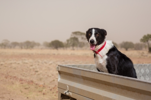 Collie working dog with red collar in car - Australian Stock Image