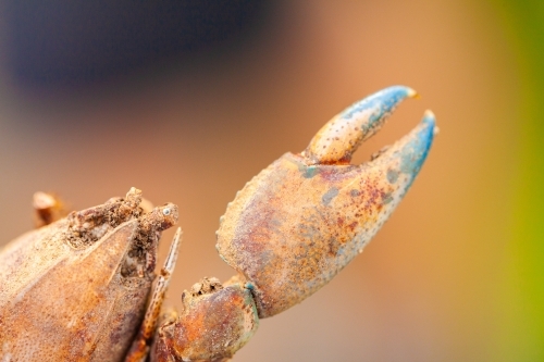 Colourful claw and shell of yabby - Australian Stock Image