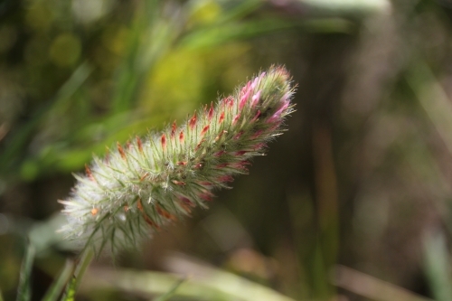 Colourful grass seed head - Australian Stock Image