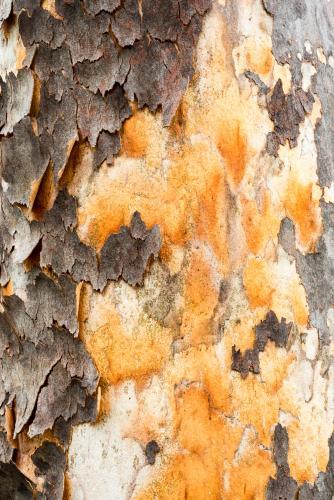 Colourful orange new growth and peeling bark of an angophera tree trunk - Australian Stock Image