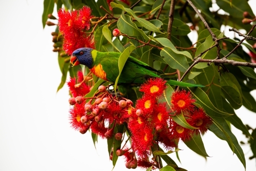 Colourful Rainbow Lorrikeet with brilliant red gum flowers and white background - Australian Stock Image