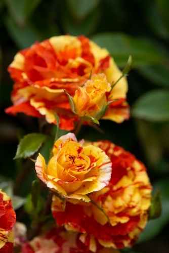 colourful variegated red and yellow roses - Australian Stock Image