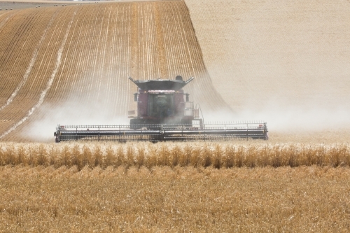 combine harvester harvesting wheat - Australian Stock Image