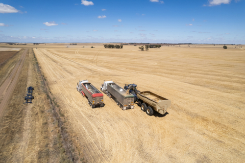 Combine harvester loading grains into transport trucks. - Australian Stock Image