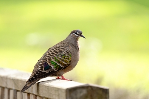 Common bronzewing perched on fence