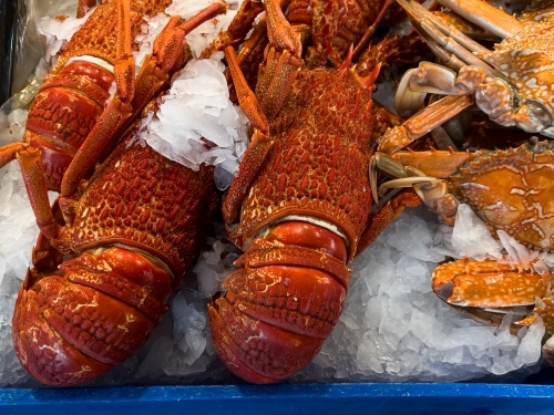 Cooked crayfish and sand crabs displayed on ice - Australian Stock Image