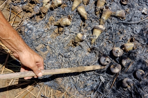 Cooking mud whelks in ash in gladstone - Australian Stock Image