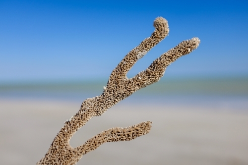 Coral against beach and sky background