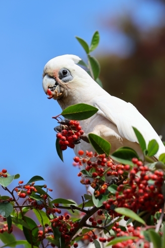 Corella - Australian Stock Image