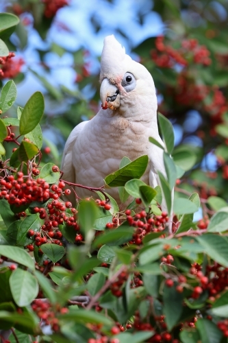 Corella - Australian Stock Image