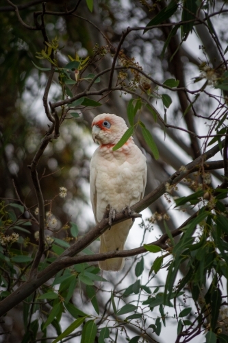 Corella Perched on a Gum Tree Branch - Australian Stock Image