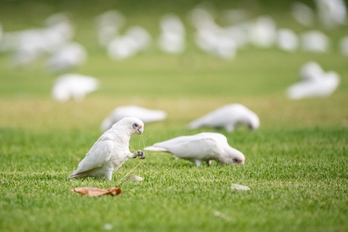 Corellas feeding on sporting field - Australian Stock Image