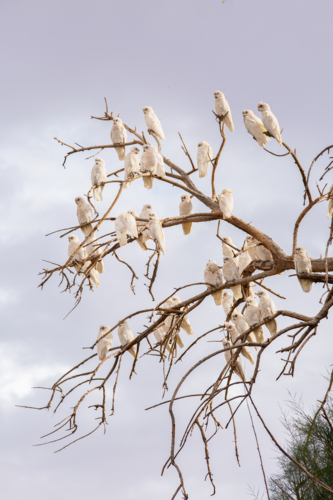 Corellas perched on the branches of a dead tree - Australian Stock Image