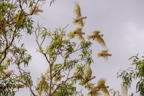 Corellas taking flight from a gum tree - Australian Stock Image