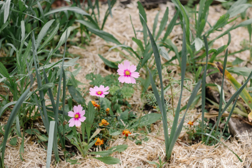 Cosmos bipinnatus garden cosmos in bloom with tiny flower buds in the flowerbed - Australian Stock Image