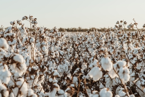 Cotton - Australian Stock Image