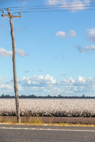Cotton Field Beside Country Road with Power pole - Australian Stock Image