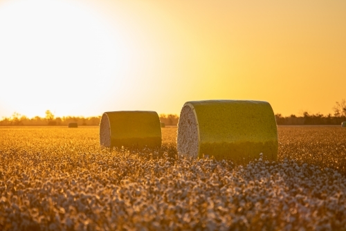 Cotton Round Modules - Australian Stock Image