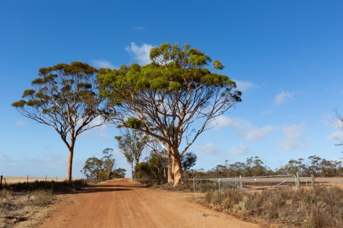 Country back road flanked by salmon gum trees - Australian Stock Image