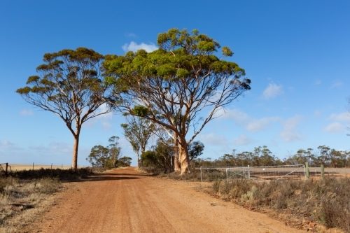 Country back road flanked by salmon gum trees - Australian Stock Image