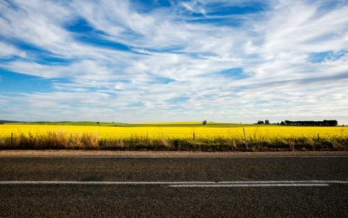 Country road with canola flowers under blue sky with white clouds - Australian Stock Image