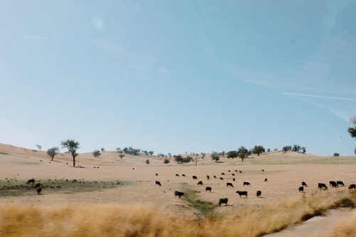 Countryside scene with yellow grass, blue skies with grazing  cows shot from moving car - Australian Stock Image