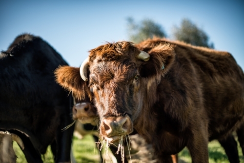 Cow in a group chewing grass - Australian Stock Image