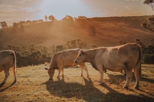 Cow on Farm - Australian Stock Image