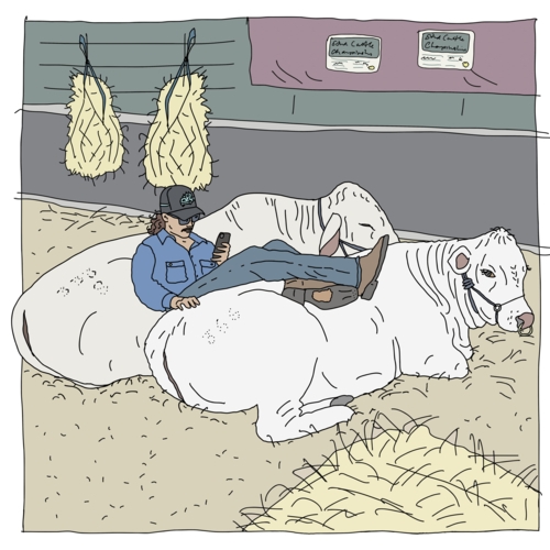 Cowboy relaxing with feet up on two cows in pen at cattle show - Australian Stock Image