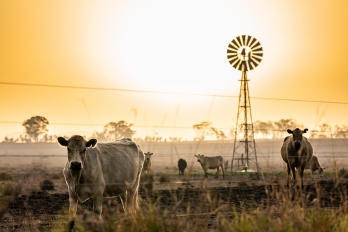 Cows and windmill in dry smoky drought conditions