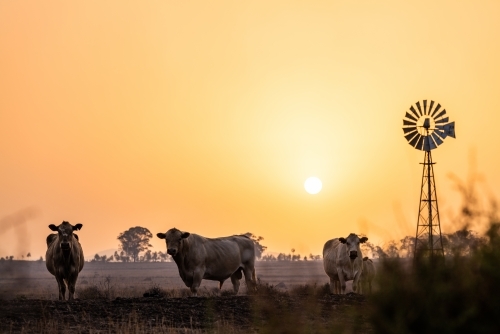 Cows and windmill in dry smoky drought conditions - Australian Stock Image