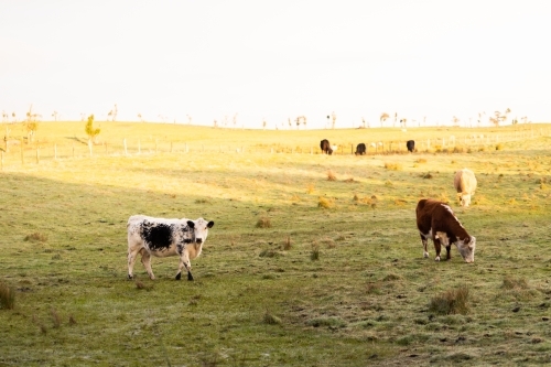 cows at sunrise in a country Australian paddock, focus is on the black and white cow - Australian Stock Image