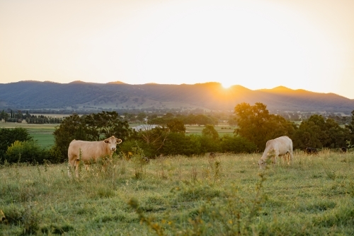 Cows grazing in paddock in golden afternoon light with the Mudgee Region's rolling hills in the back - Australian Stock Image