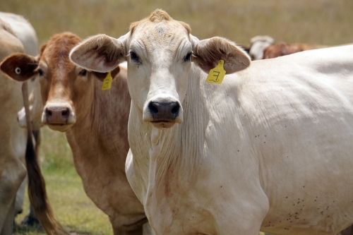 Cows looking towards camera - Australian Stock Image