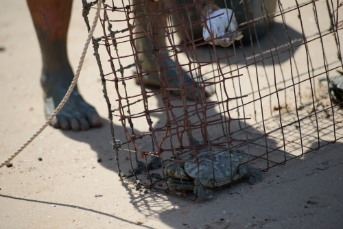 Crabs trapped inside a wire mesh cage on the shore - Australian Stock Image