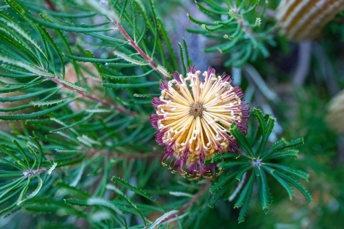 cream flowers on banksia tree - Australian Stock Image