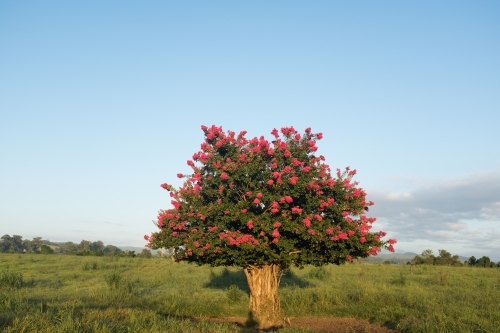 Crepe myrtle tree in a paddock - Australian Stock Image