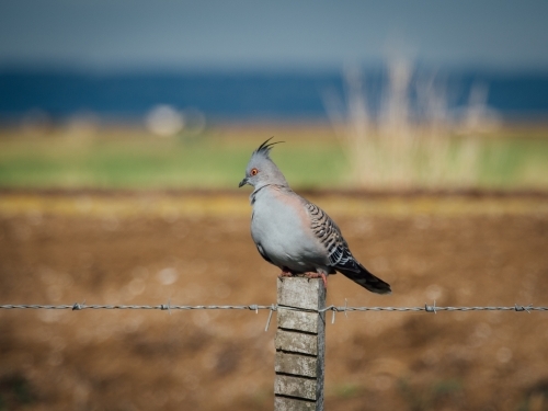 Crested pigeon on a fence