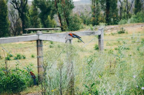 Crimson Rosella parrot sitting on a fence - Australian Stock Image