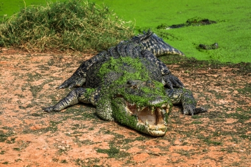 Crocodile on riverbank with mouth open - Australian Stock Image
