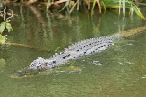 crocodile swimming in a waterway - Australian Stock Image