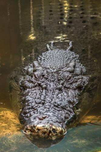 Crocodile up close - Australian Stock Image