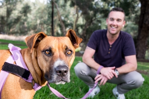 Cross breed large Dog and out of focus male owner sitting behind Smiling at dog - Australian Stock Image