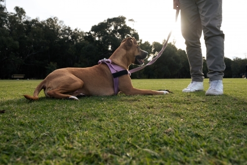 Crossbreed large dog laying on grass next to owner in park - low angle view - Australian Stock Image