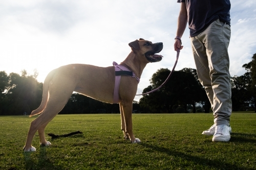 Crossbreed large dog standing next to owner in park - low angle view - Australian Stock Image