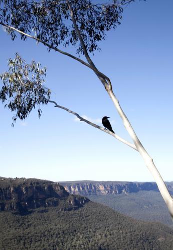 Crow on a branch - Australian Stock Image