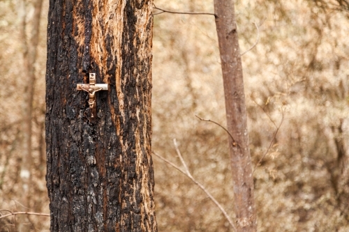 Crucifix memorial on tree burnt and blackened by bushfire - Australian Stock Image