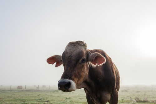 curious bull cow in misty foggy farm paddock on dewy autumn morning - Australian Stock Image