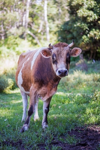 Curious cow tentatively checking out camera - Australian Stock Image