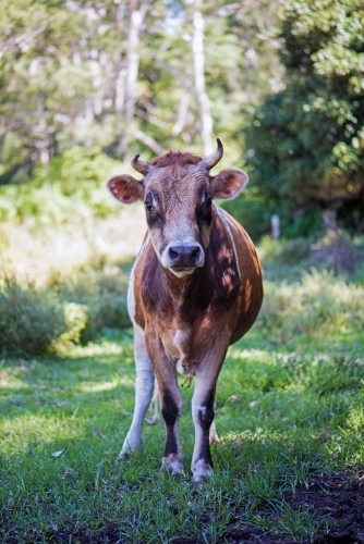 Curious cow walking toward the camera - Australian Stock Image